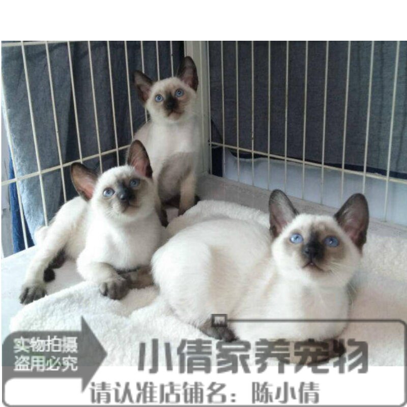泰国暹罗猫活体幼猫纯种宠物猫蓝眼挖煤猫暹罗幼猫上海支持视频h