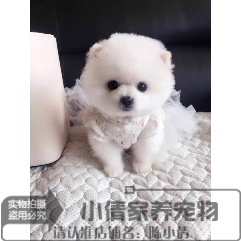 出售纯种俊介活体博美犬