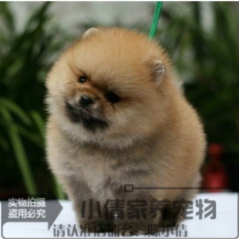 纯种棕色球体博美狗狗袖珍茶杯博美幼犬活体公母都有血统纯正h