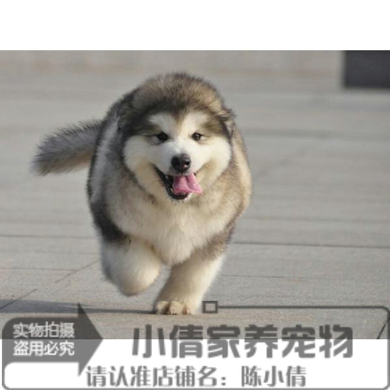 赛级纯种灰色桃子脸阿拉斯加雪橇犬幼犬活体宠物狗双血统巨型犬h