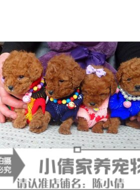纯种幼犬茶杯长不大贵宾泰迪狗
