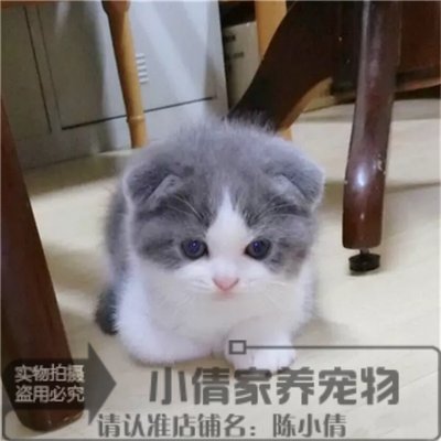 蓝白活体纯种幼崽英国短毛猫折立