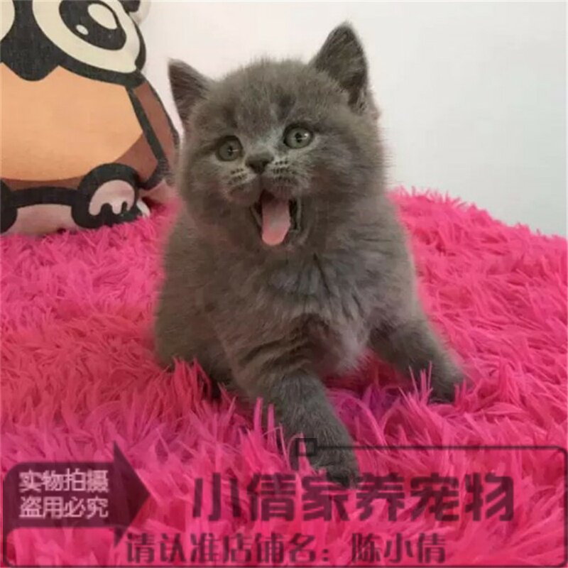 cfa猫舍幼猫纯种英国短毛猫英短蓝猫幼猫活体宠物猫折耳猫出售q