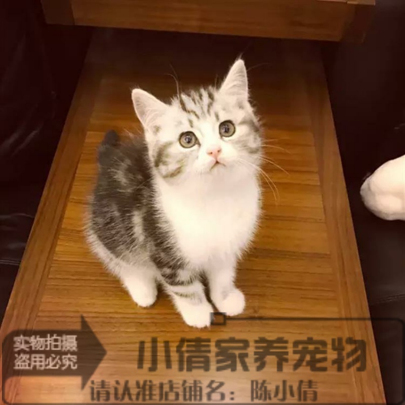 出售银虎斑活体纯种美国短毛猫