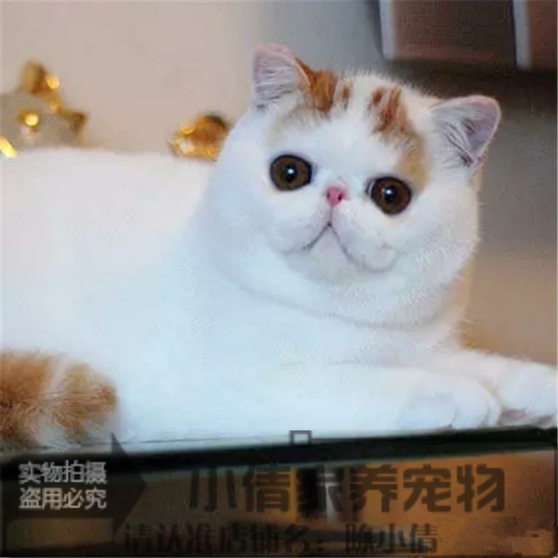 出售CFA赛级加菲猫纯种宠物猫咪活体幼猫异国短毛猫红小胖加菲h