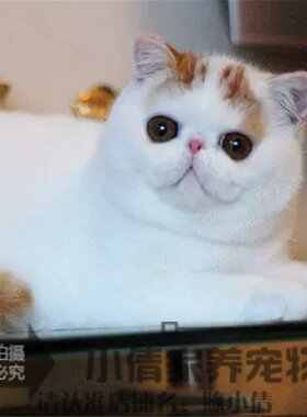 出售CFA赛级加菲猫纯种宠物猫咪活体幼猫异国短毛猫红小胖加菲h