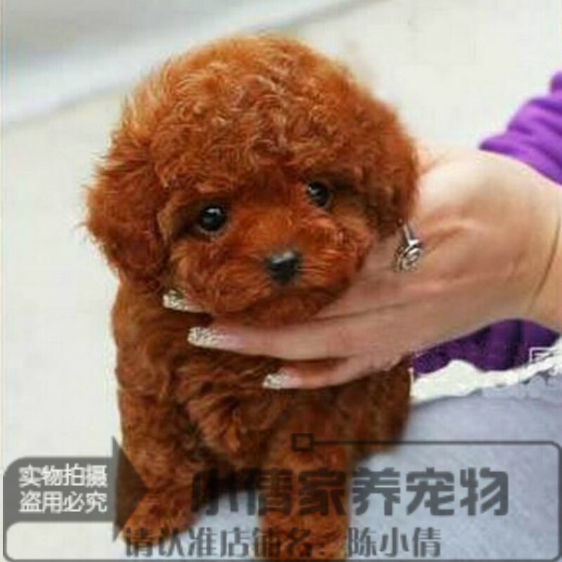 玩具型棕红色泰迪幼犬宠物狗狗名犬泰迪犬可送货上门挑选x_虎窝淘