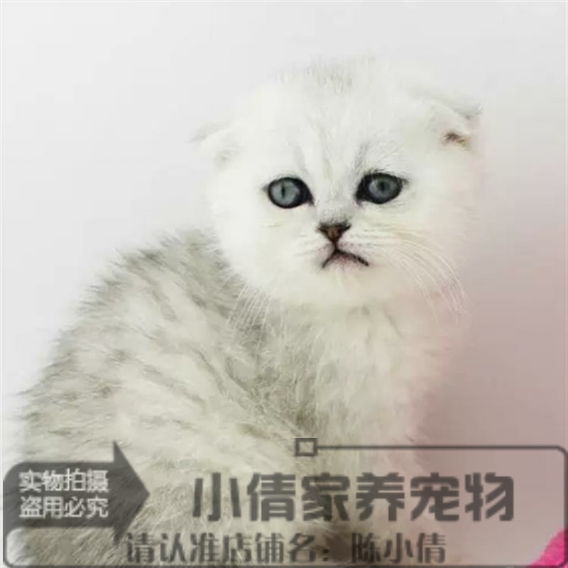 出售苏格兰折耳幼猫短毛猫纯种家养银渐层宠物猫活体猫咪包健康x