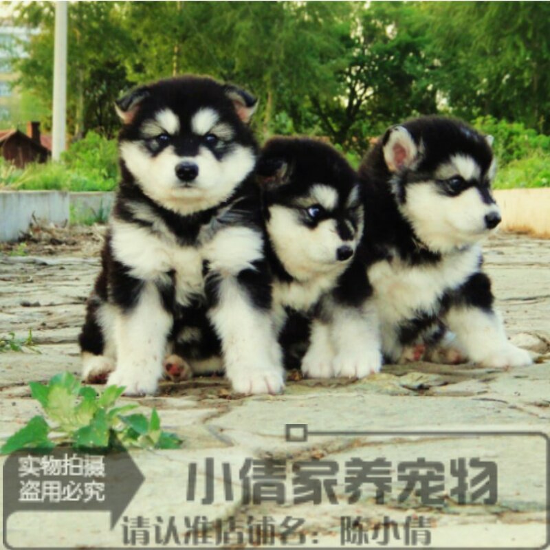家养健康大骨骼阿拉幼犬幼犬销售纯种阿拉斯加幼犬活体宠物狗x