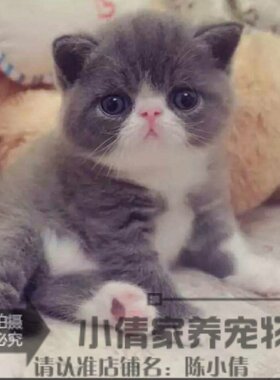 蓝白活体异国短毛猫