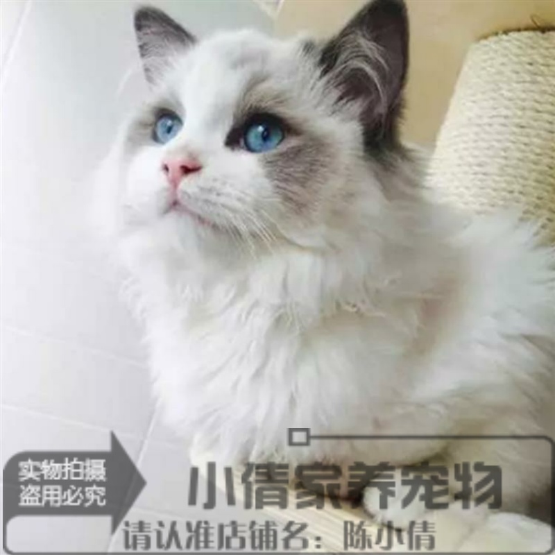 英短蓝猫折耳猫加菲猫布偶猫暹罗猫波斯猫幼猫宠物猫活体q
