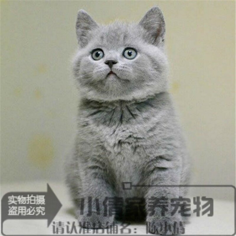 包邮小猫英短纯种英短蓝猫活体幼仔幼猫种苗灰猫出售英短蓝猫h