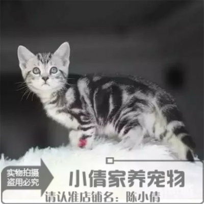 繁育纯种银虎斑活体美国短毛猫