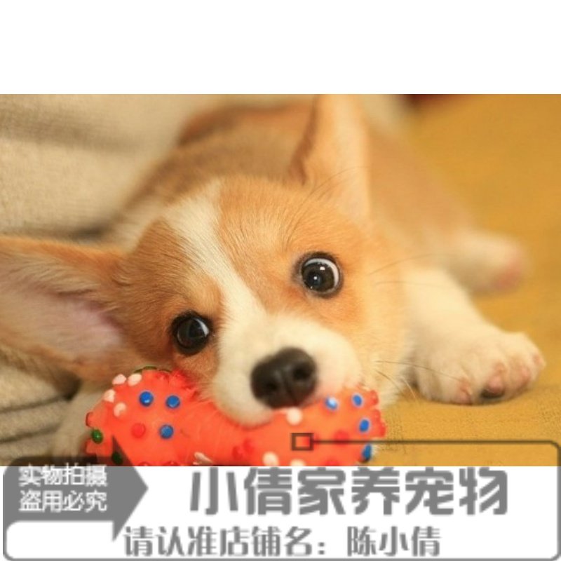 双色纯种柯基狗狗两色柯基幼犬聪明温顺电动马达臀活体宠物h