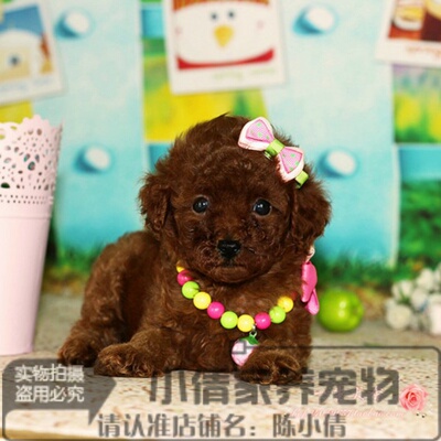 茶杯纯种红色贵宾犬宠物狗狗