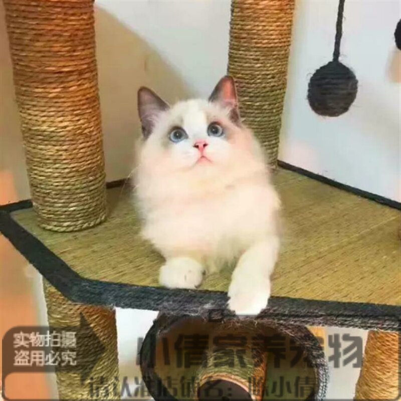 家庭猫舍出售小猫咪布偶猫纯种长毛猫活体幼仔幼猫家养布偶宠物h