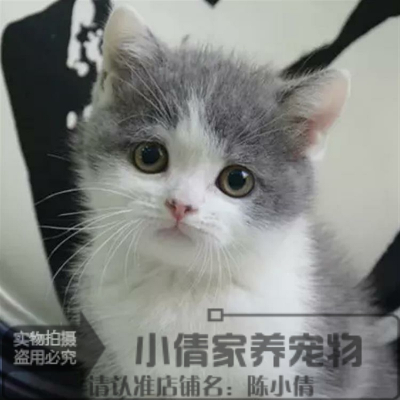 出售宠物猫纯种英国短毛猫英短蓝白立耳折耳活体幼猫双色英短q