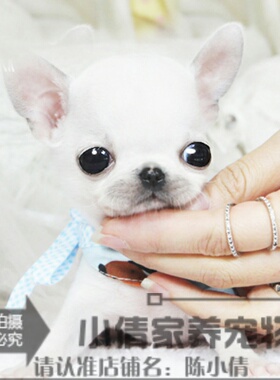 茶杯吉娃娃吉娃娃幼犬纯种吉娃娃纯苹果头吉娃娃幼犬h016h