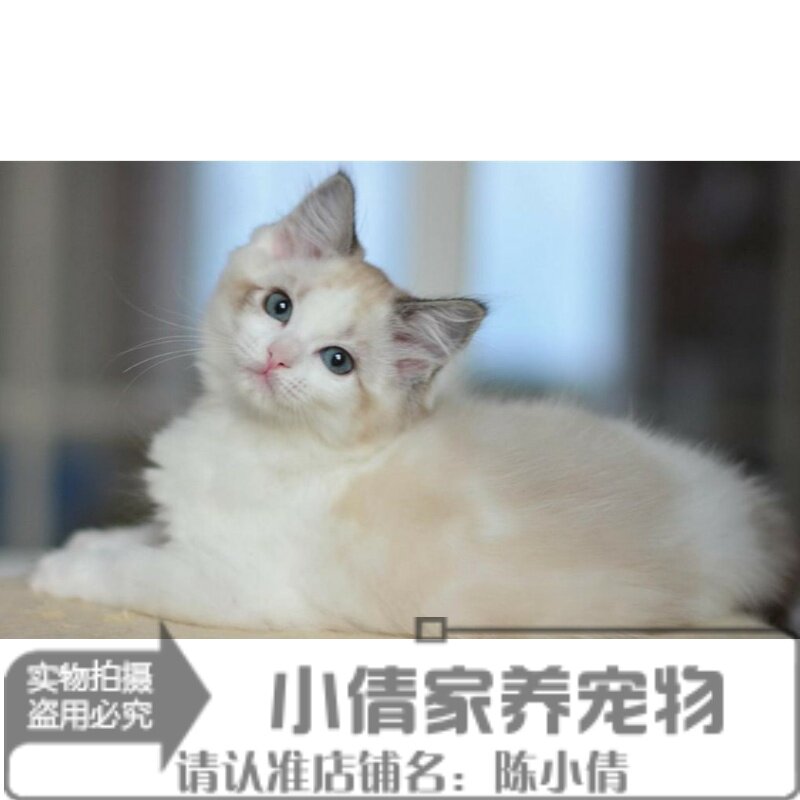 赛级活体布偶猫出售海豹蓝双色布偶猫正八字脸长毛猫咪CFA证书h