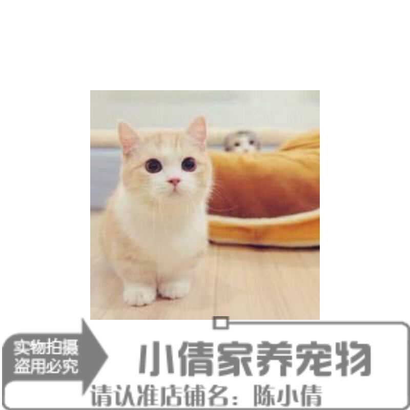 宠物幼猫活体纯种英国短毛猫活体幼猫矮脚猫宠物猫乳白双色矮脚q