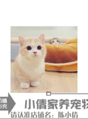 纯种活体乳白矮脚英国短毛猫