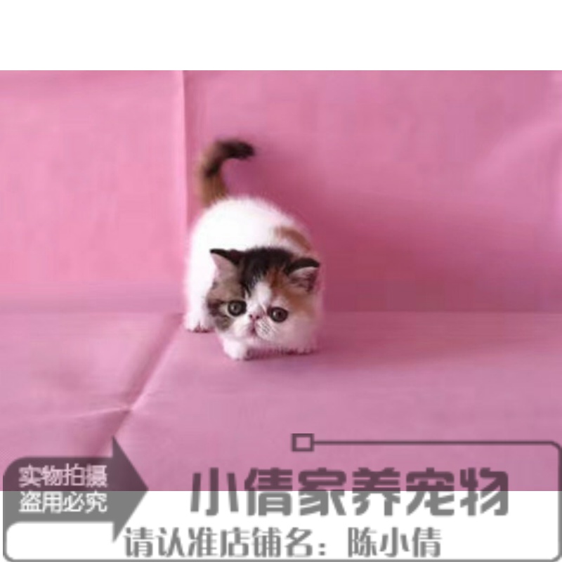 家庭饲养加菲猫宠物猫咪异国短毛猫纯种加菲幼猫活体红白妹妹h