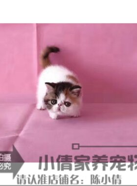 家庭饲养纯种活体异国短毛猫