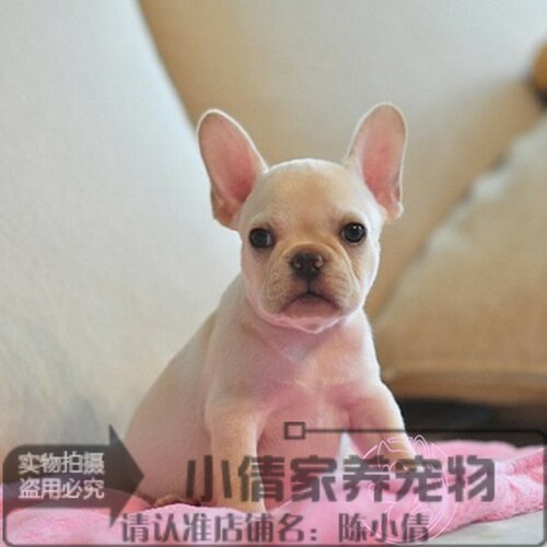 法斗奶油纯白虎斑出售法国斗牛犬