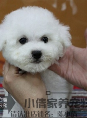本地家养赛级比熊宠物狗迷你比熊宠物狗幼犬活体比熊幼犬宠物狗h