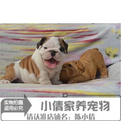 活体憨厚支持支付宝英国斗牛犬