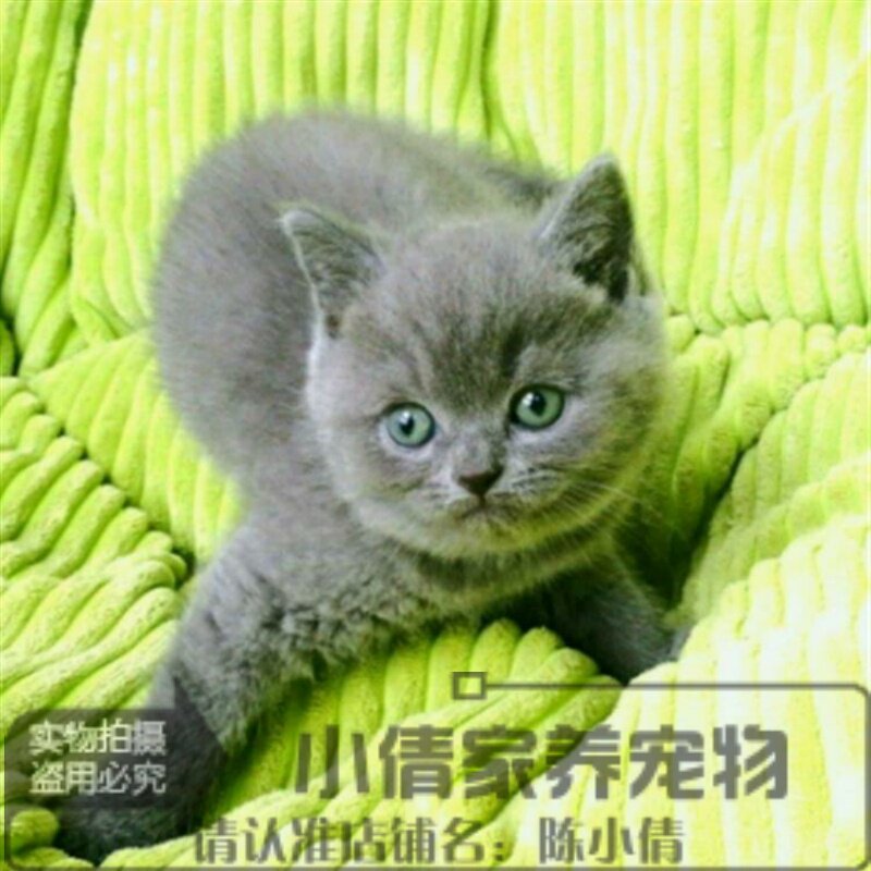 出售宠物猫咪活体蓝猫幼猫英国短毛猫纯种英短蓝猫幼仔立耳猫h