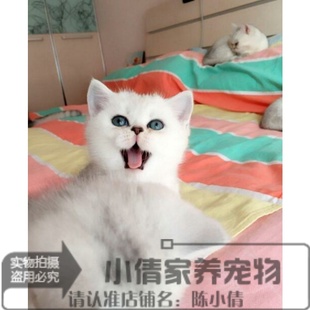 上海英国短毛猫英短银渐层立耳猫纯种家养活体幼猫宠物猫领养h