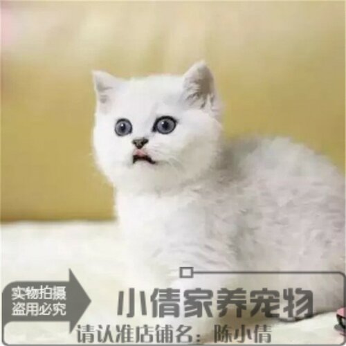 银渐层活体蓝白纯种英国短毛猫