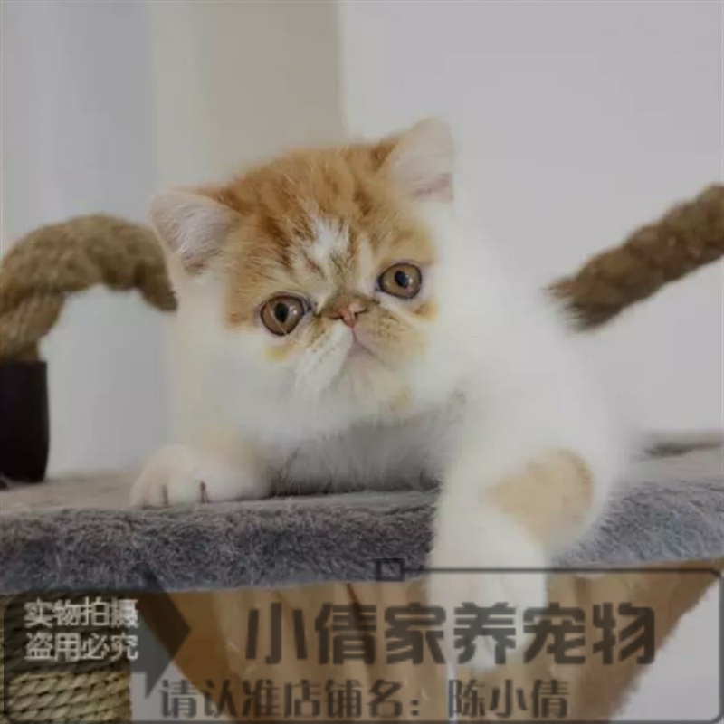 出售异国短毛猫纯种加菲猫宠物猫活体幼猫加菲猫大脸猫加菲幼猫x-封面