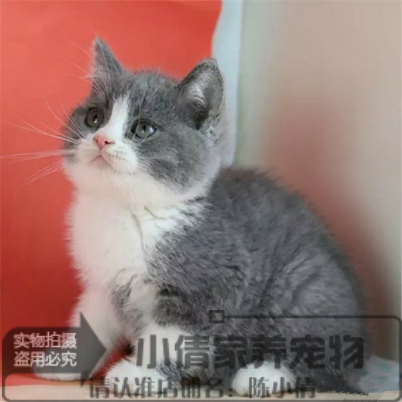 英短蓝猫咪宠物猫活体英国短毛猫幼猫蓝白英短家养活