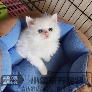 活体宠物猫纯白鸳鸯眼双蓝眼猫咪长毛山东狮子猫英国短毛猫幼猫q