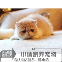 支付宝交易加菲猫家养q异国短毛猫1