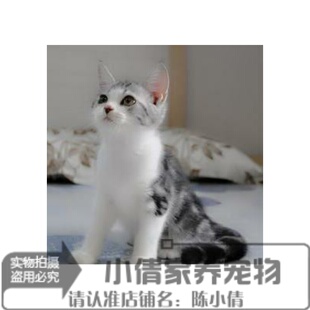 赛级美短加白活体美国短毛猫美短起司猫幼猫纯种宠物猫咪h