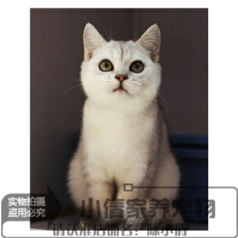 活体渐层纯种英国短毛猫