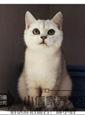 英短渐层英国短毛猫家养活体幼猫宠物猫绿眼渐层猫纯种银渐层h