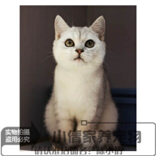 英短渐层英国短毛猫家养活体幼猫宠物猫绿眼渐层猫纯种银渐层h