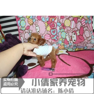 珍贵宾犬宠物狗狗x 韩国泰迪犬纯种茶杯幼犬出售棕色家养小活体袖