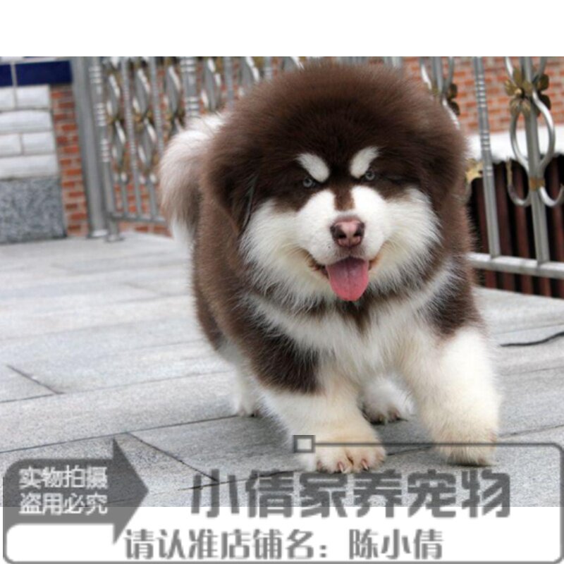 纯种巨型阿拉斯加雪橇幼犬/活体宠物狗狗桃脸十字脸阿拉斯加h