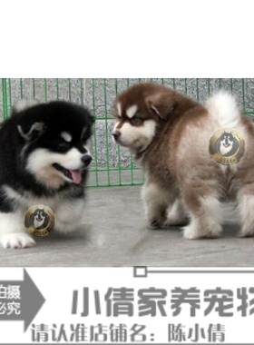 纯种活体巨型阿拉斯加雪橇犬幼犬烟灰色桃脸熊版巨大阿拉斯加64h