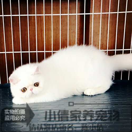 纯白色加菲猫活体异国短毛猫全白加菲活体幼猫纯种家养加菲猫h - 封面