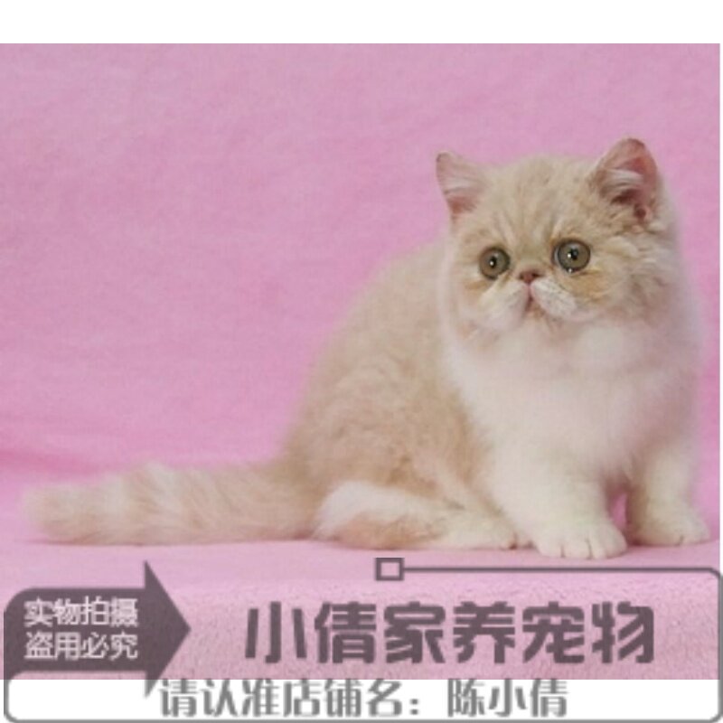 CFA注册猫舍加菲猫乳色幼猫异国短毛猫幼猫 出售活体宠物猫健康h