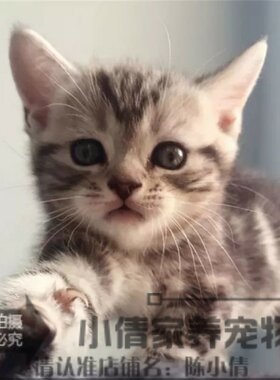 美国短毛猫纯种美短立耳银虎斑
