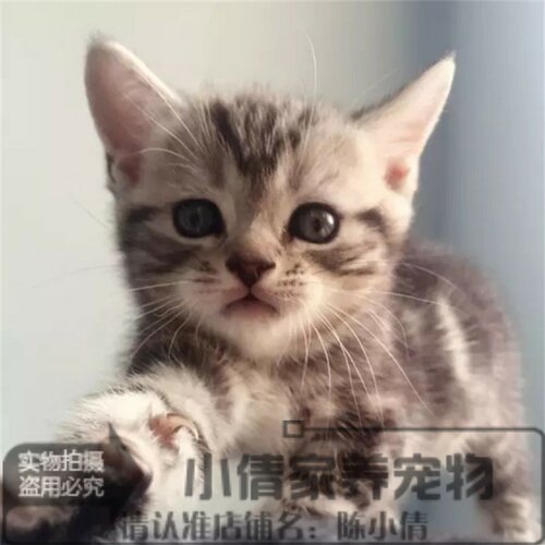 美国短毛猫纯种美短立耳银虎斑