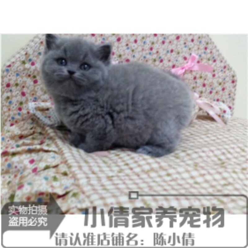 活体宠物猫咪英短蓝猫小猫家猫活体纯种宠物猫幼仔短毛 幼猫h