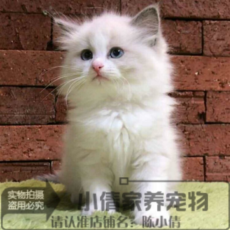 出售美国布偶猫活体纯种奶油色布偶猫双色猫舍直销布偶猫幼猫x